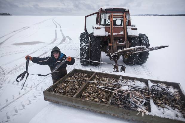 Jason Boyles secures 1,000 pounds of oysters to a flatbed in PEI’s Salutation Cove on Dec. 23, 2016, before transporting the tray by tractor to a processing plant.