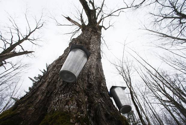 Gereli Farm owner Richard Semmelhaack boils the syrup used to make the exclusive Remonte-Pente maple syrup.