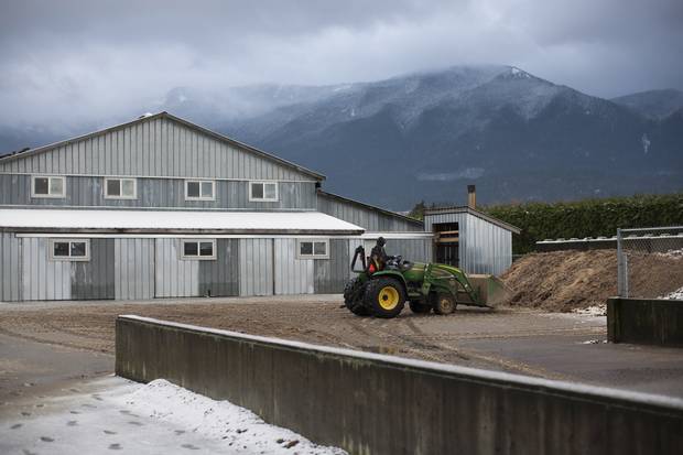 Dale Martens, farm manager at Twin Willows, dumps old manure from a barn in preparation for new chickens.