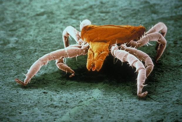 Deer Ticks (Ixodes scapularis), also called blacklegged ticks, are one of four major species that commonly bite people in Canada.