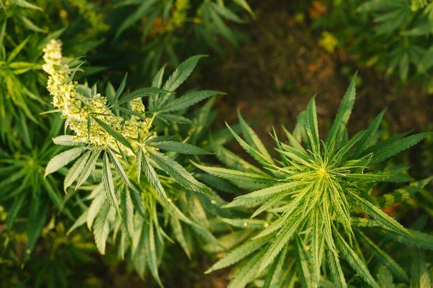 Male and female hemp plants at Jim Rogers hemp field near Cochin, Sask.