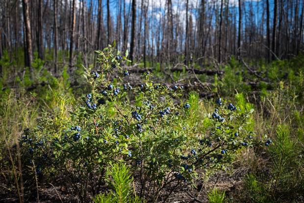 Blueberries grow wild at the Poplar Point reserve near Fort Chipewyan, Alta., the first community downriver from oil sands developments.