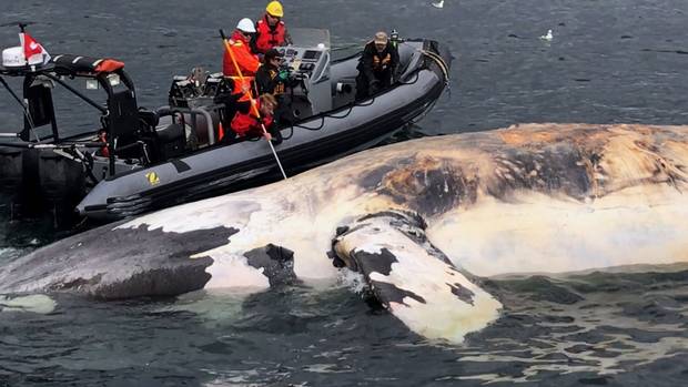 Researchers examine one of the North Atlantic right whales that have died recently in the Gulf of St. Lawrence.