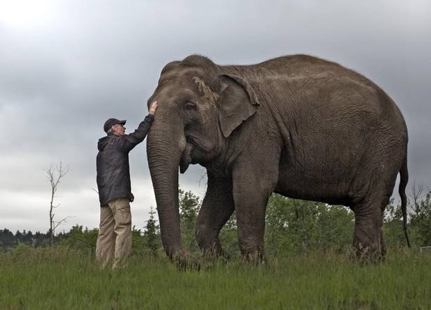 A keeper pats Lucy, a 40-year-old asian elephant, during a walk at the Edmonton Valley Zoo in Edmonton, Alberta on Saturday, June 11, 2016.