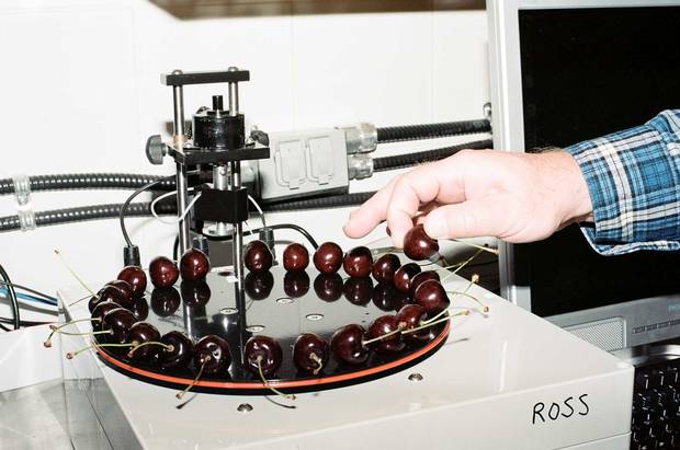Developing a new cherry takes about 20 years and it’s more complicated than you think. At the Summerland Research and Development Centre in B.C., potential new varieties are tested for flavour, texture, how long they last in storage, and how well they can handle high temperatures. This machine is testing cherries for firmness
