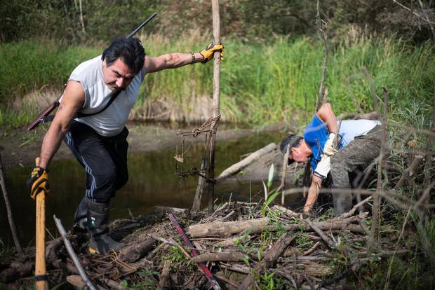 Terry “Sonnyboy” Courtoreille, left, and Maurice Aaron McDonald check and reset beaver traps near Fort McKay, Alta., in August 2015. McDonald, an experienced fur trapper, was hired by Suncor to trap “problem beavers” along industry roads.