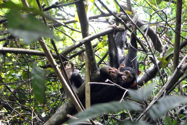 One hour spent watching baby chimpanzees flies by in a flash; your guide will have to peel you off the forest floor to get you moving.