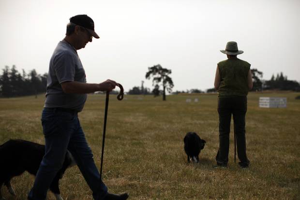 Handlers and their Border Collies wait to compete as other dogs run the course.
