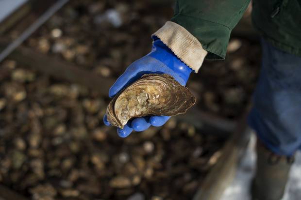 An oyster, estimated to be eight years old. Thirty per cent of the farmed oysters produced in Canada are grown on PEI.