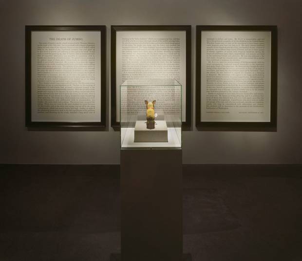 The Dead Jumbo. is part of Ydessa Hendeles’s coming show The Milliner's Daughter at the Power Plant.