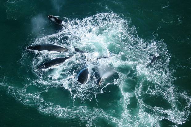 A group of North Atlantic right whales is spotted in the Bay of Fundy on Oct. 13, 2006. Researchers are able to tell the whales apart by the patterns of rough, white skin created by small crustaceans clinging to them.