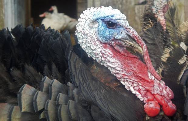 A chicken on Brent Preston farm near Creemore, Ont.