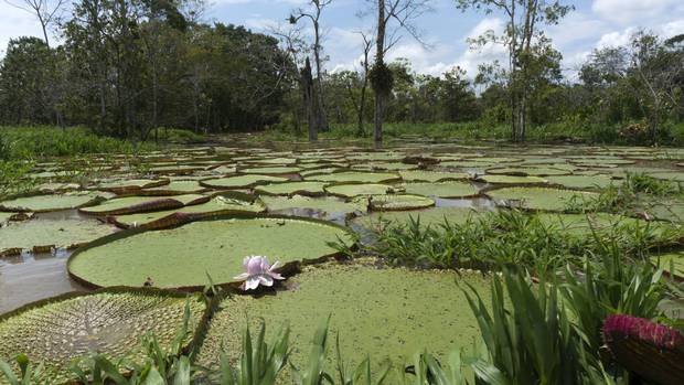 Lily pads seen during a cruise along the Amazon River.