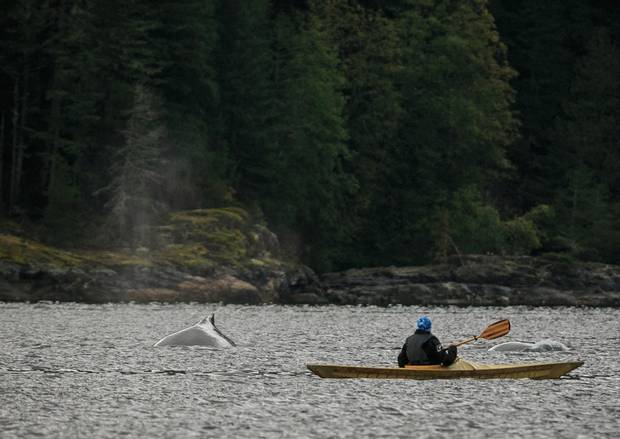A Canada C3 participant kayaks near two humpback whales in Teakerne Inlet, B.C.