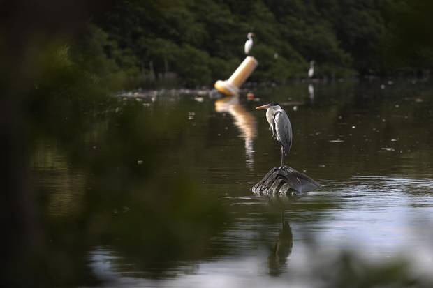 Birds are seen perched on floating garbage on Catalao beach.