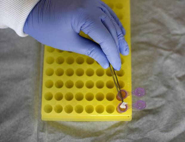 Dr. Amanda Naaum, who is part of a team of researchers at Guelph University, uses tweezers to place pieces of a fish fillet into a tube to test the DNA and help identify the fish species. 