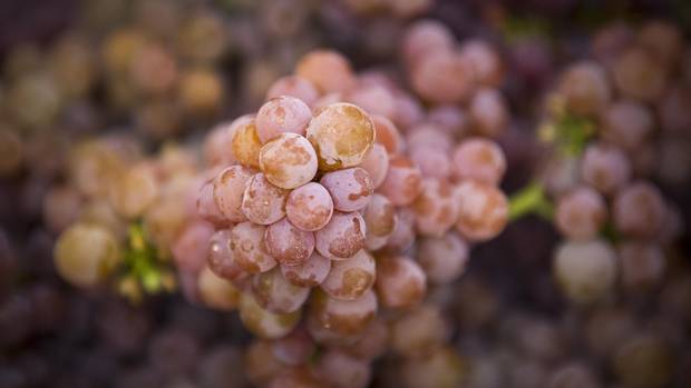 Picked gewérztraminer grapes at the Hidden Terrace vineyard in Okanagan falls 
