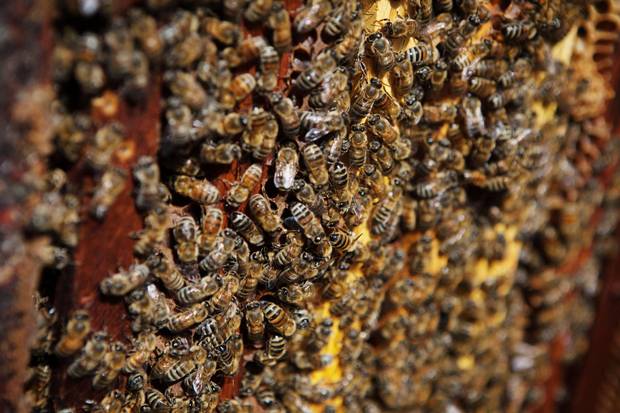 A healthy hive, filled with worker bees near Stockton, Calif.