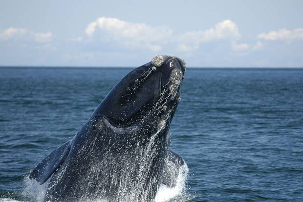 North Atlantic right whales are an endangered species. They got their name because whalers considered them the ‘right’ ones to hunt, due to their amounts of oil and blubber.