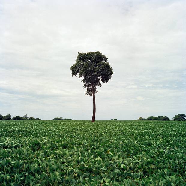 A soy field next to the village of Jiguarapiru. Traditional Guarani-Kwaiowa land is today the heart of Brazil's agro-industry, a booming sector in an otherwise moribund economy. The highly mechanized farms employ few workers, and people on the reserve say white bosses don't like to hire 'Indios.'