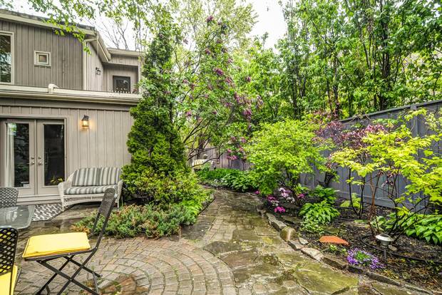 The back garden has tall cedars and two deciduous trees intertwined together.
