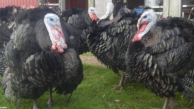Turkeys on Brent Preston farm near Creemore, Ont. The turkeys are safe until Thanksgiving, but Preston and his wife had 63 chickens killed - all for family consumption, meaning none of them will be sold. Preston says his kids really enjoy eating the chicken, but when it is served, he thinks back to what he saw on the kill line and wonders if it is worth it.