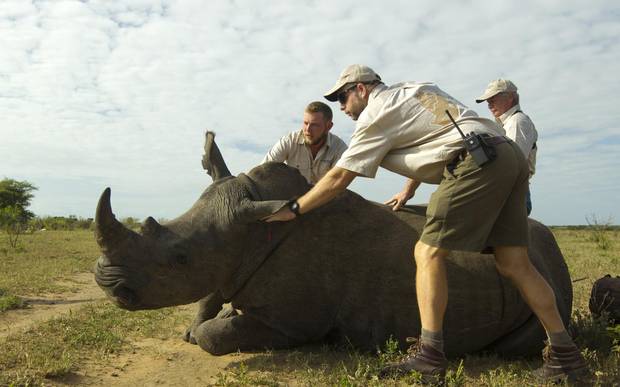 Worldwide, it’s estimated that a rhino dies every eight hours, simply because their horns are more valuable than gold or cocaine.