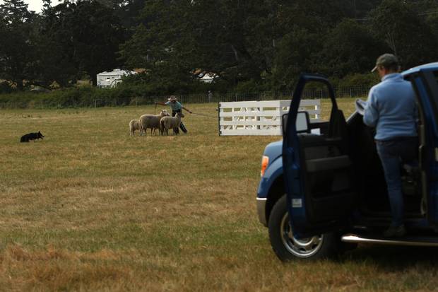 A handler whistles commands to her dog to corral the sheep into a pen as a judge looks for points.