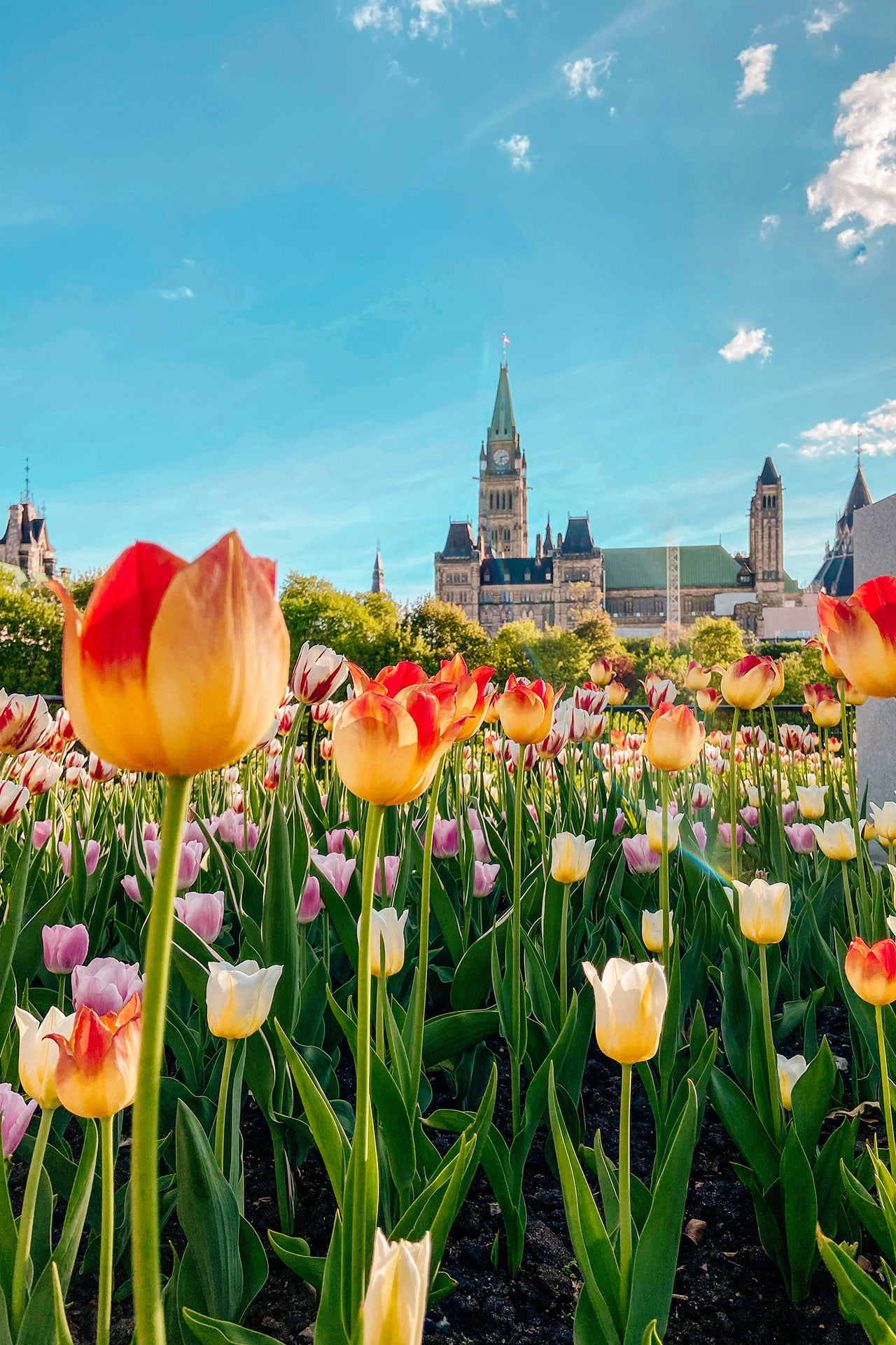 For Nature Lovers and Green Thumbs