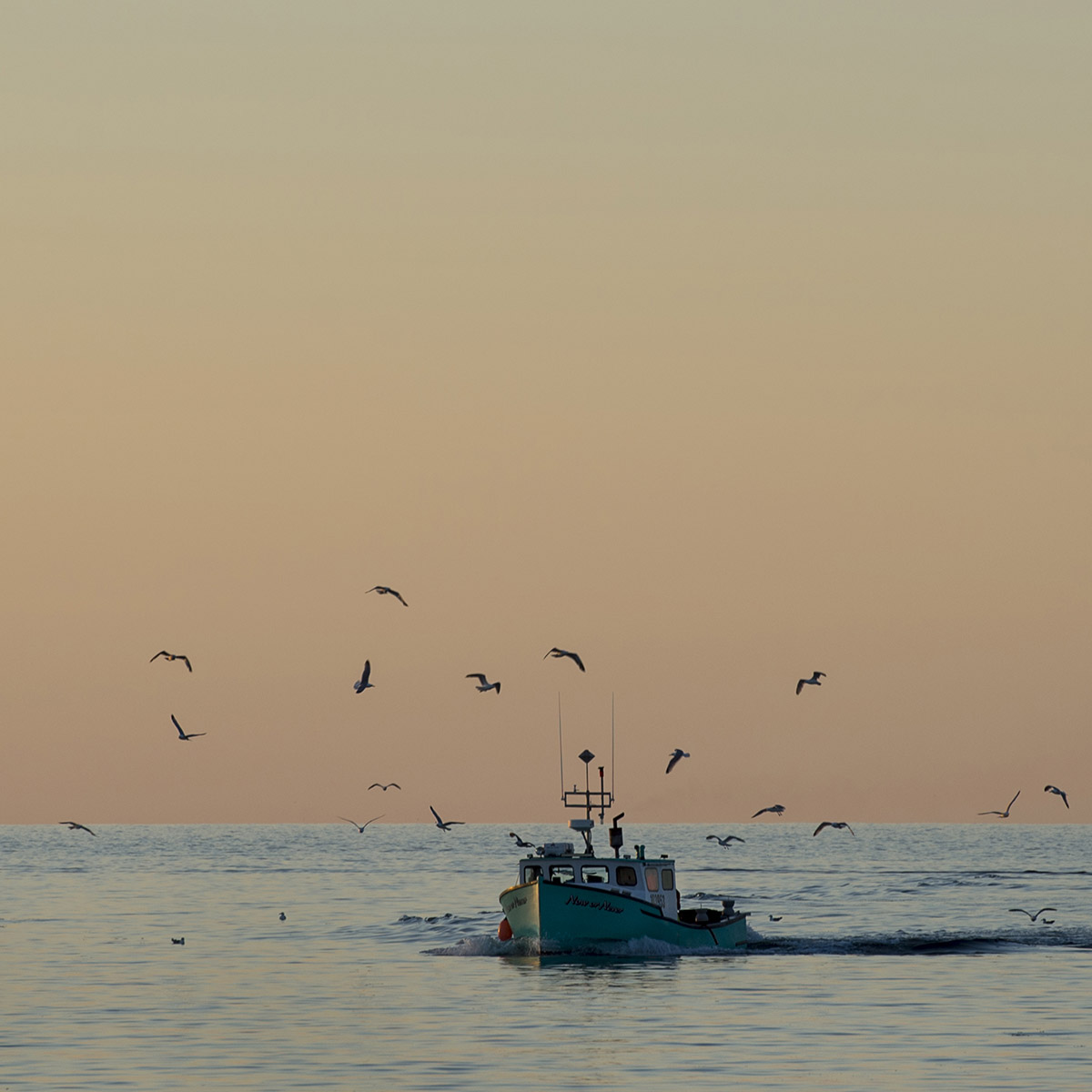 Seagulls surround a fishing boat returning to Cheticamp Harbour with bait for crab traps in Cheticamp, N.S. at dusk on July 13, 2017. This is the day before the start of crabbing season.
