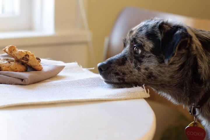 dog begging for a cookie dog begging for a cookie