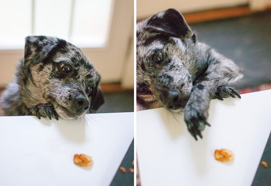 dog eating coconut bacon