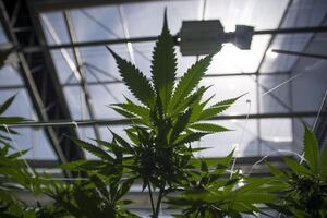 Cannabis plants are shown during the grand opening event for the CannTrust Niagara Greenhouse Facility in Fenwick, Ont., on Tuesday, June 26, 2018. THE CANADIAN PRESS/Tijana Martin