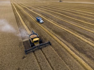 A wheat crop is harvested near Cremona, Alta., Tuesday, Sept. 19, 2023.