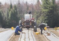 Temporary foreign workers from Mexico plant strawberries on a farm in Mirabel, Que.