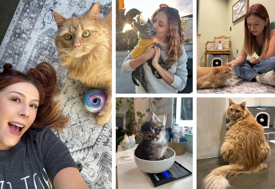 Garbanzo the cat, Mr. Guggenheim the Chiweenie and foster kitten Arborio are some of the animals you’ll find on the social-media feeds of Rachael Rae Robertson from Los Angeles.