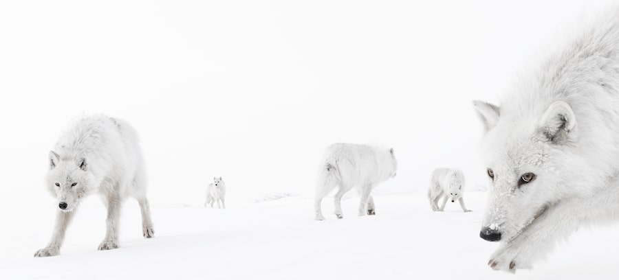  How did Amit Eshel get so close to these wolves in Nunavut? Learn more below about the craft and cunning that went into this year's submissions for one of the world's top wildlife photography contests.