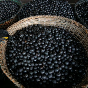 A bird eats an acai berry from a basket on the boat of merchant Evandro Santos, 38, resident of the riverside community of Sao Jose, in Melgaco, southwest of Marajo Island, state of Para, Brazil, on June 11, 2020.