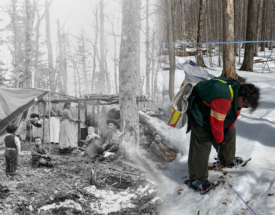 On the left, an Algonquin sugar camp, ca. 1900-1913. On the right, a staffer at Wasauksing Maple Products on Parry Island in April, 2023, repairs a tube that flows sap from the sugar maple trees.
