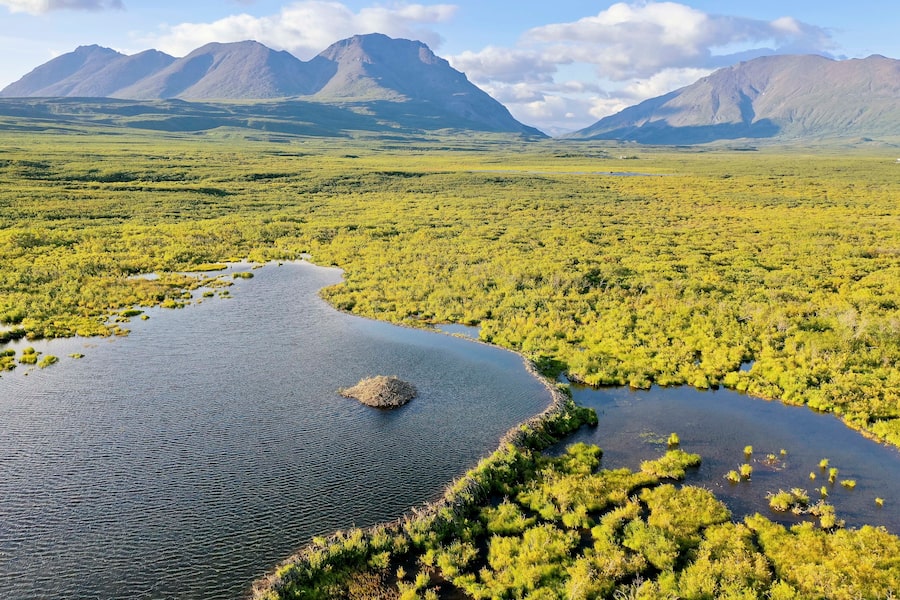 The beaver dam in this Arctic Alaskan landscape is less out of place than it would have been decades ago. Here, as in the Canadian North, thawing tundra supports more shrubs and small trees. That’s created new habitat for beavers whose ponds transform the terrain even further.