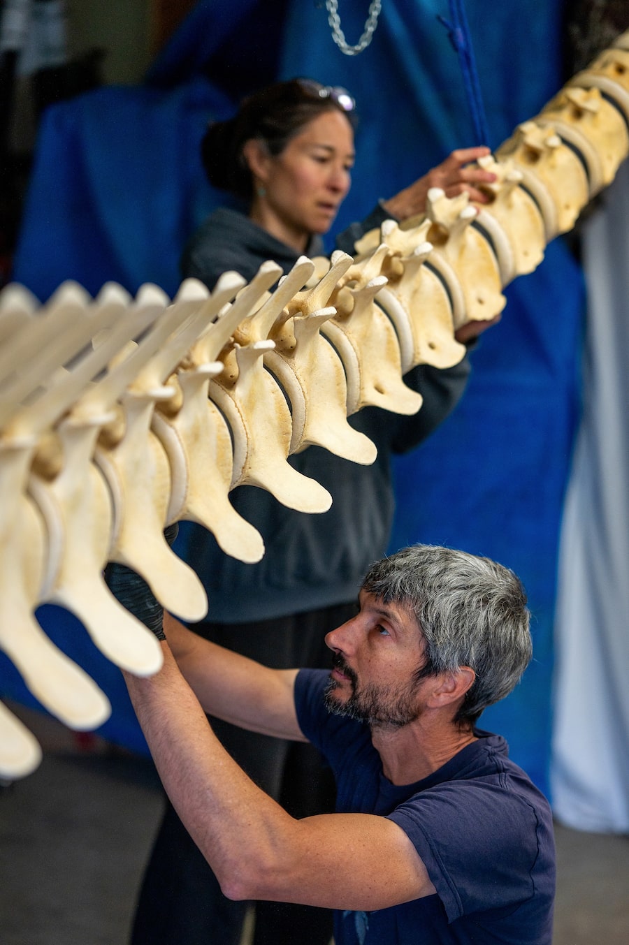 Michiru Main and Michael deRoos, the Cetacea team, work on the skeleton of a Bryde's whale, the first of its species found in Canada, in their workshop on Salt Spring Island, B.C.