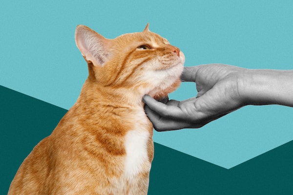A hand scratching the chin of a happy orange cat.
