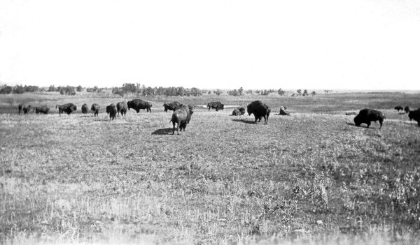 Bison roam the plains in rural Saskatchewan, 1870s. It was one of Canada’s first pieces of environmental legislation--an attempt to save an iconic creature of the great plains. On March 22, 1877, at the end of first and only meeting of the North-West Territories Council at Fort Livingstone (near present-day Pelly, Saskatchewan), Lieutenant Governor David Laird proclaimed 10 ordinances, including No. 5, “An Ordinance for the Protection of the Buffalo.” Courtesy of Adrian K. Paton Collection.