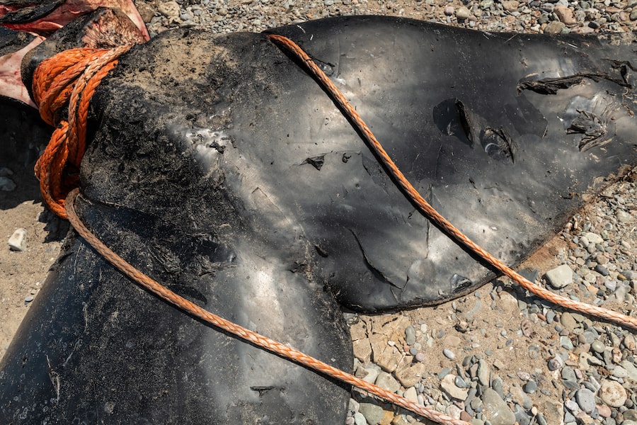 The carcass of this North Atlantic right whale, known as #4023 (Wolverine), washed up in the Gulf of St. Lawrence in 2019, one of several deadly seasons for the animals. After declaring an 'Unusual Mortality Event' in 2017 that continues today, authorities took steps to regulate shipping to prevent vessel strikes and entanglements.