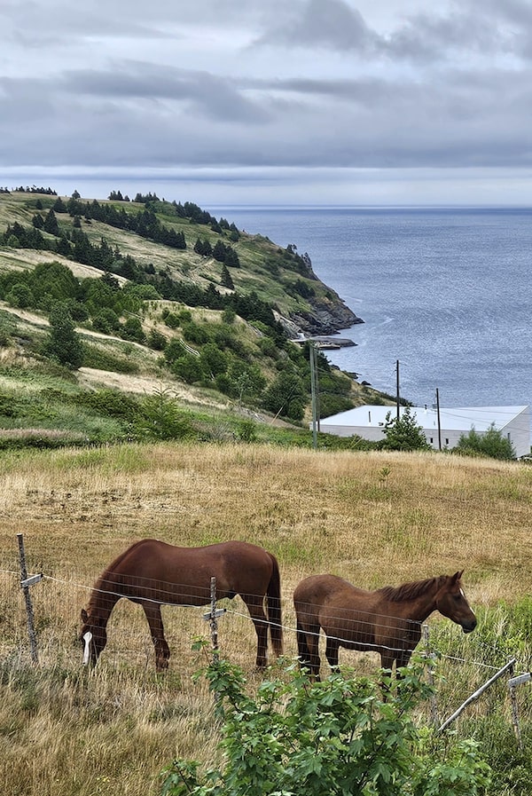 From Torbay Bight on the Avalon Peninsula, Newfoundlanders can see the Atlantic stretch to the horizon. But they must be careful of the water underground: PFAS chemicals from the nearby St. John’s International Airport have seeped into the earth for decades.