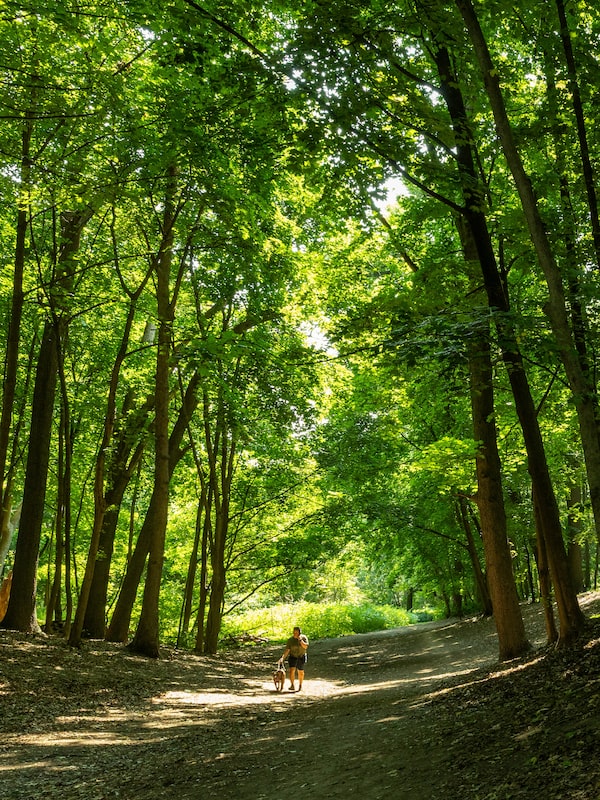 Toronto’s High Park is a magnet for dog walkers but coyotes also range here, searching for prey. One woman who spoke with The Globe was walking this path in 2023, when a coyote bounded down a hillside and ran away with her dog in its mouth. (The pet narrowly escaped; more on that below.)