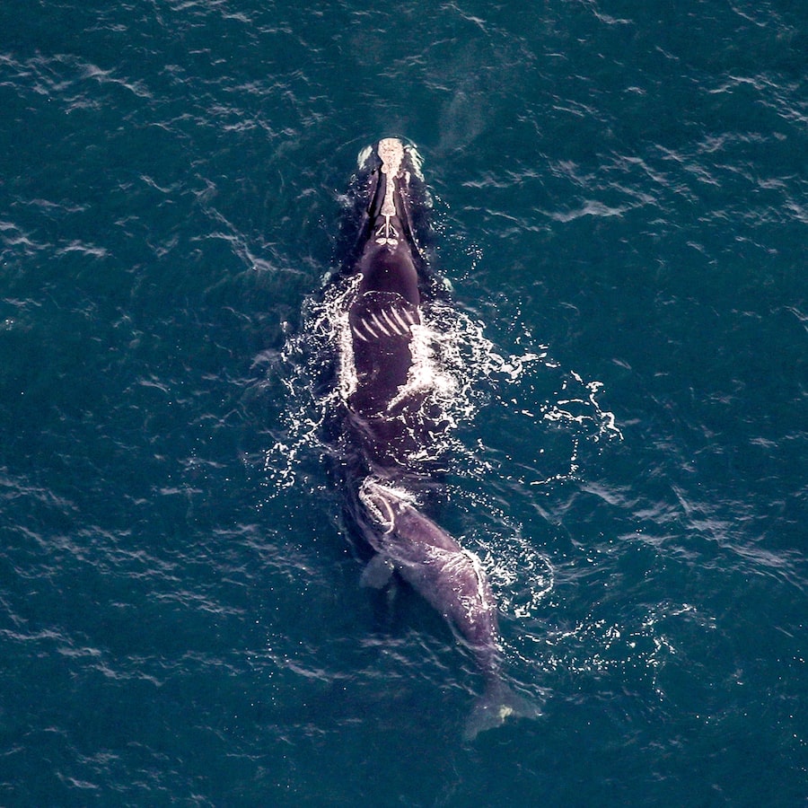 On Feb. 3, 2025, researchers spotted the North Atlantic right whale Accordion (#4150) and her first calf foraging near New York-New Jersey shipping lanes.
