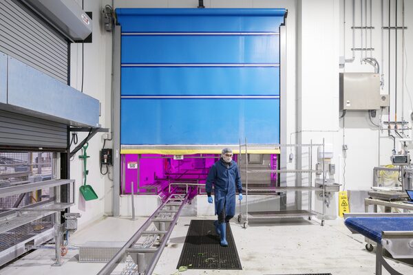 The grow room at GoodLeaf Farms connects via a track where greens are sent over on palettes for final processing and packaging. Jan 31, 2023