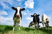 Dairy cows in Saint-Pie, Que. Say cheese!