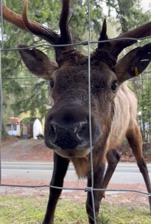Bob the Elk at the fence of the author Emma Gilchrist's new home in Youbou, BC